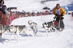Lenk 2013